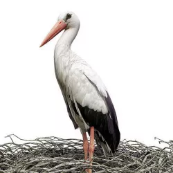 Stork 3D model