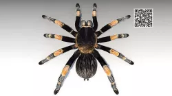 Tarantula Animated Low-poly 3D model