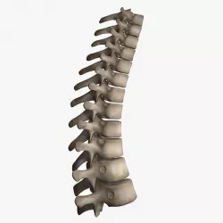 Thoracic Spine 3D model