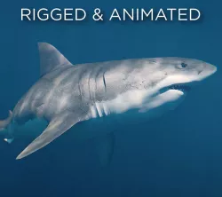 White Shark rigged and animated Blender3D Low-poly 3D model