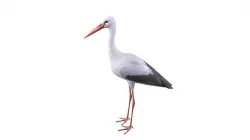 White Stork 3D model