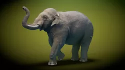 Asian Elephant Low-poly  3D model