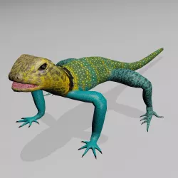 Collared Lizard Low-poly  3D model