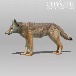 Coyote Animated Low-poly  3D model