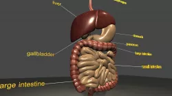 digestive system Low-poly  3D model