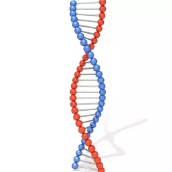 DNA molecule 3D model