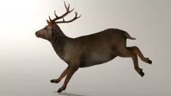 Game Ready Deer Model Low-poly  3D model