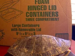 Green Turtle Shell