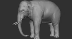 High detail realistic Asian Elephant with realistic skin 3D model