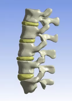 Human Lumbar Spine
