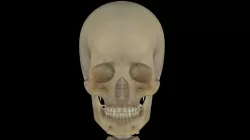 Human Skeleton 3D model