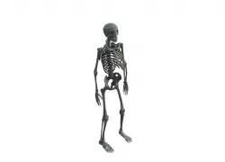 Low Poly Base Mesh Skeleton Low-poly  3D model