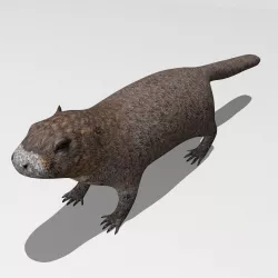 Marmot 3D model
