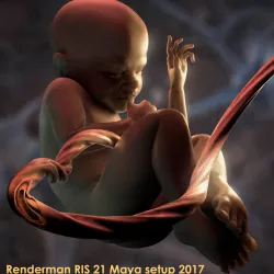 Mature Stage Fetus with Joints 3D model