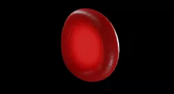 Red blood cell 3D model