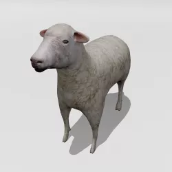 Sheep Low-poly  3D model