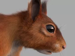squirrel  3D model