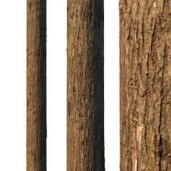 4k Cypress bark material 01 Texture