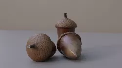 Acorn 3D model