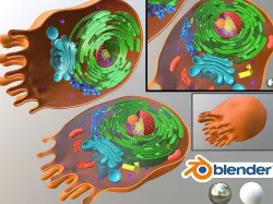 Animal Cell 3D Blender 3D model