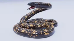 Animated Calabar Python Low-poly 3D model