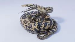 Animated Scrub Python Low-poly 3D model
