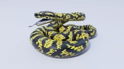 Animated Zebra Jungle Carpet Python Low-poly 3D model