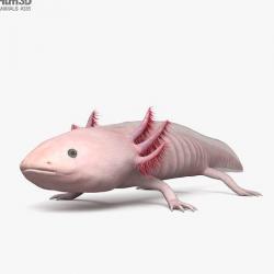 Axolotl HD 3D model