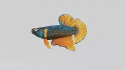 Betta Fish 3D model