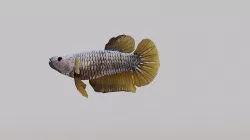 Betta Fish 3D model