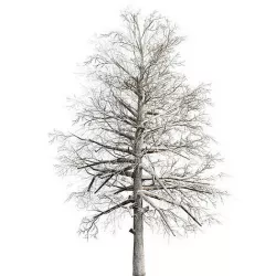Black Gum Bare Low-poly 3D model