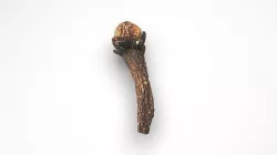 Clove 3D model