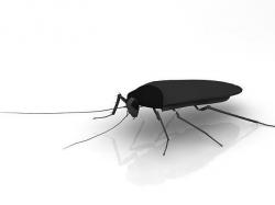 Cockroach model 3D model