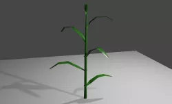 Corn - Plant - Milho - Planta Low-poly 3D model