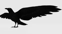 Crow 3d 3D model