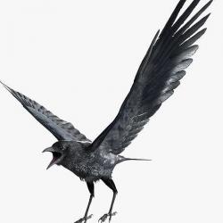 crow animated 3d models | Page 1 | STLFinder