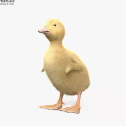 Duckling HD 3D model