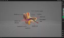 Ear cut section 3D model