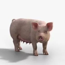 Female Pig Rigged  VFX Grace 3D model