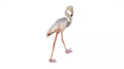 Flamingo 3D model