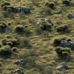 Forest Landscape 3D model