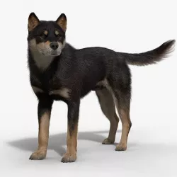 Four-Eyed Dog Animated VFX Grace 3D model