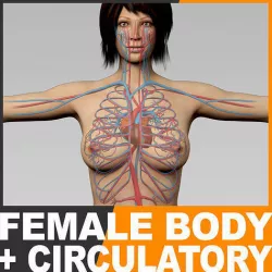 Human Female Body and Circulatory System - Anatomy 3D model