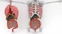 human internal organs 3D model