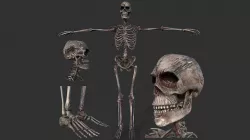 Human Skeleton 3D model