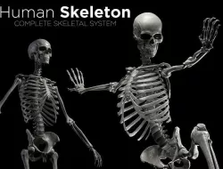 Human Skeleton - Skeletal System 3D model