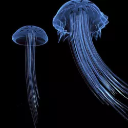 Jellyfish 3D model