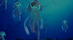 JellyFish Model 3D model