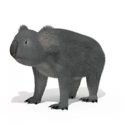 Koala High resolution Australian Animal Low-poly 3D model