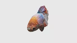 Low Poly Betta Fish Rigged With Realistic Texture Low-poly 3D model